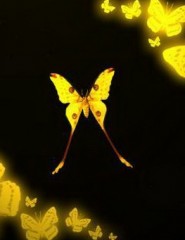  Yellow_Butterfly - ,   