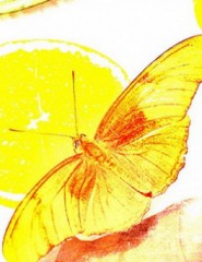  Yellow_Butterfly - ,   