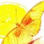 Yellow_Butterfly  