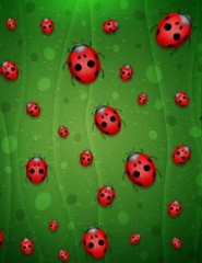  Ladybugs - ,   