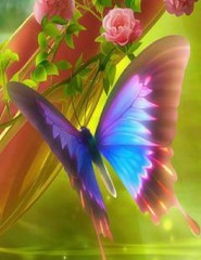  Butterfly - ,   