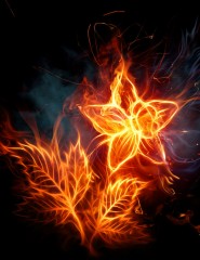 картинка яркий огненный цветок - , для мобильного телефона