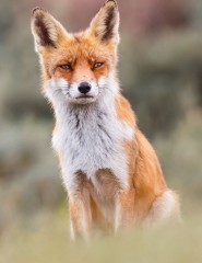   Red Fox - ,   