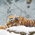 картинки снег и красивый тигр для телефона