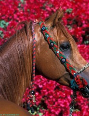 картинка лошадь - в цветах, для мобильного телефона