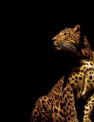 картинка красивый леопард - , для мобильного телефона