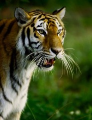 картинка Хищник взял передышку - Даже самые большие и сильные звери однажды устают. Огромный тигр отдыхает, высунув язык от жары, но при этом не забывает внимательно смотреть вокруг., для мобильного телефона