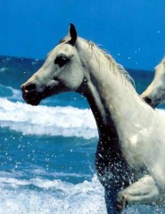  white horse -     ,   