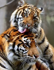 картинка два тигра - , для мобильного телефона