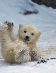картинка Маленький белый медвежонок - Маленький детеныш белой полярной медведицы решил порезвиться на ледяной горке. Чем бы дитя не тешилось…, для мобильного телефона