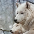 снег, белые волки