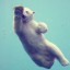 Polar Bear в воде на телефон