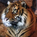 картинка для сотового телефона "красивый суматранский тигр"