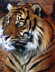 картинка красивый суматранский тигр - , для мобильного телефона