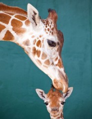   , Giraffe - ,   