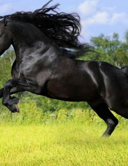 картинка Летящий конь - Сила, мощь, красота - все это ассоциируется с прекрасным животным - черным жеребцом, бегущим на просторах, для мобильного телефона