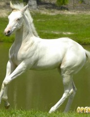 картинка белая лошадь у воды - , для мобильного телефона
