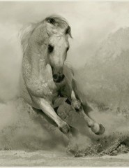 картинка Скачущая лошадь - , для мобильного телефона
