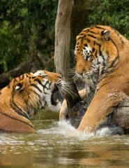 картинка тигры спорят - , для мобильного телефона