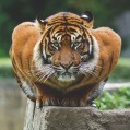 картинки tiger, тигр, зверь для телефона