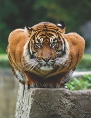  tiger, ,  - ,   