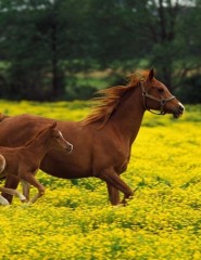 картинка Лошадь с жеребенком - Лошадь с жеребенком на желтом поле на фоне деревьев., для мобильного телефона