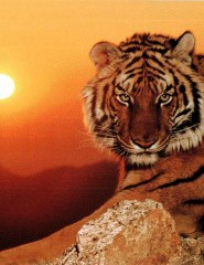 картинка Тигр на закате - , для мобильного телефона