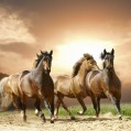 бегущие кони, фото
