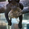 A Black Jaguar, 