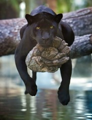  A Black Jaguar,  - ,   