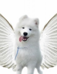 картинка Собачка ангел - , для мобильного телефона
