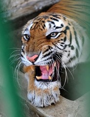картинка свирепый тигр - , для мобильного телефона