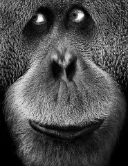 картинка смешная мордочка обезьяны - , для мобильного телефона