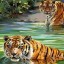 тигры в воде на телефон