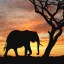 Загадочный африканский слон на телефон