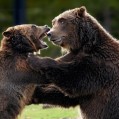 картинка для сотового телефона "Играющие медведи"