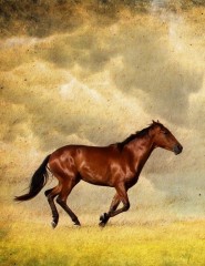 картинка небо, конь - , для мобильного телефона