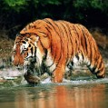 картинки Суматранский тигр - Sumatran t для телефона