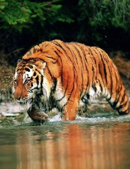картинка Суматранский тигр - Sumatran t - , для мобильного телефона