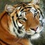 тигр красивый на телефон
