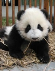  panda - ,   