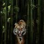 тигр в джунглях на телефон