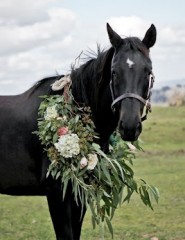 картинка черный конь, цветы - , для мобильного телефона