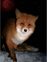  fox - ,   