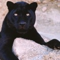 картинки пантера, черная кошка для телефона