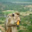 обезьяна ест манго на телефон