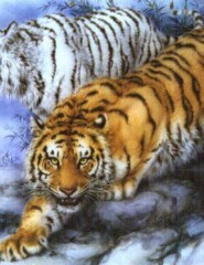 картинка тигры белый и рыжий - , для мобильного телефона
