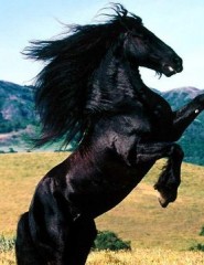 картинка Вороной конь - Очень красивая вороная лошадь на склонах гор, для мобильного телефона