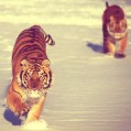 картинки два бегущих тигра для телефона