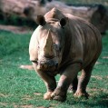 картинка для сотового телефона "носорог"